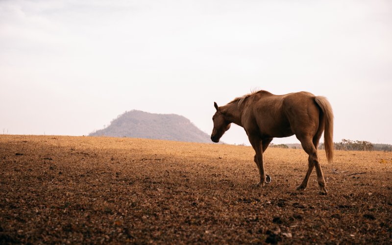 Passeio a Cavalo no Pôr do Sol
